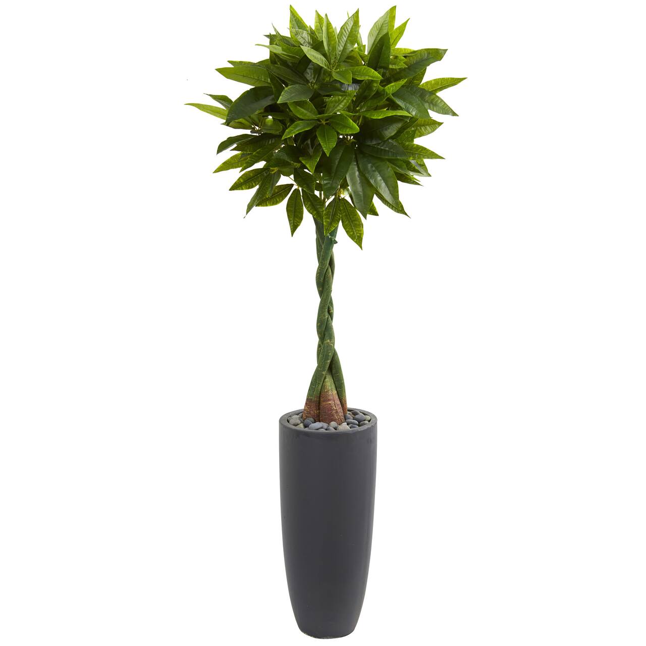 6ft. Money Tree in Gray Cylinder Planter